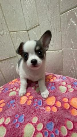 チワワ（スムースコート）