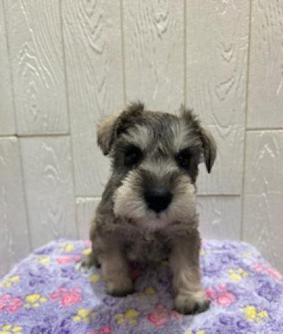 ミニチュアシュナウザー