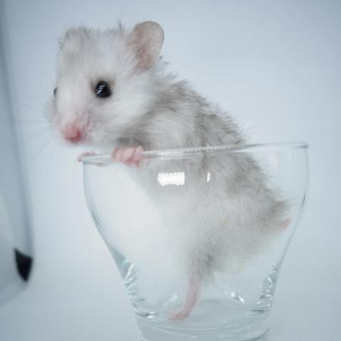 シリアンハムスター(ミルキー系スポット長毛)