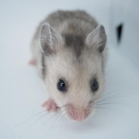 シリアンハムスター(ミルキーセーブル長毛)