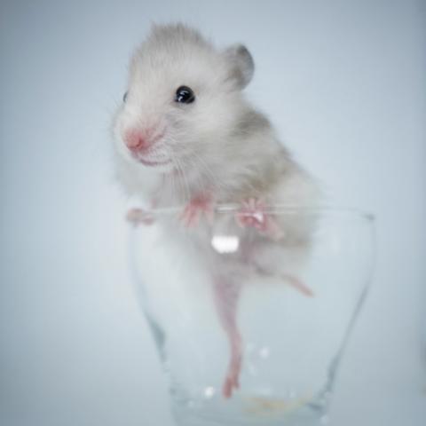 シリアンハムスター(ミルキーセーブル長毛)
