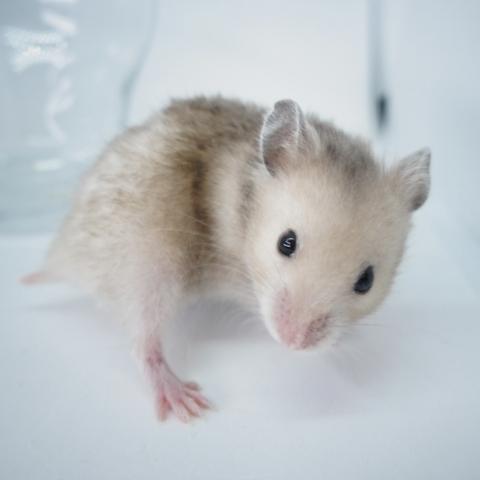 シリアンハムスター(ミルキーセーブル長毛)
