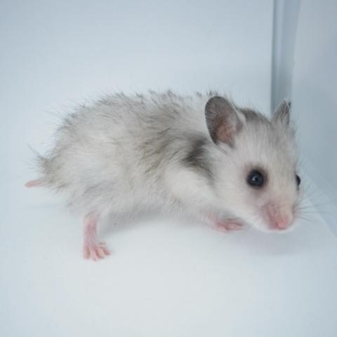 シリアンハムスター(ミルキーセーブル長毛)