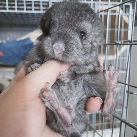 チンチラ(アンゴラキャリア)