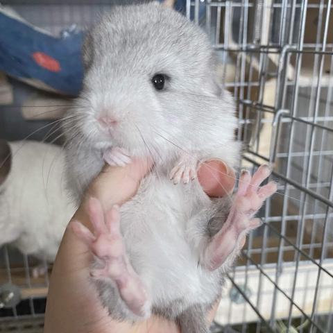 チンチラ(アンゴラキャリア)