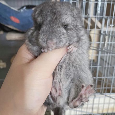 チンチラ(アンゴラキャリア)