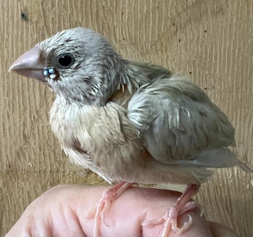 コキンチョウ／イエロー