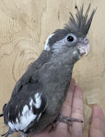 オカメインコ／WFノーマル