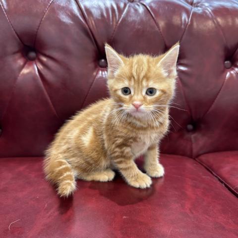 アメリカンショートヘアー