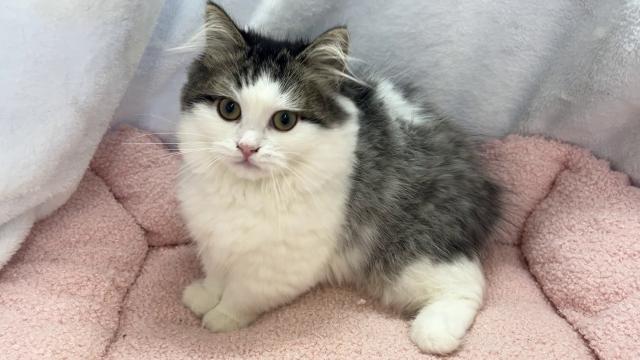 ミヌエット（旧ナポレオン）