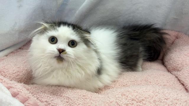 ミヌエット（旧ナポレオン）