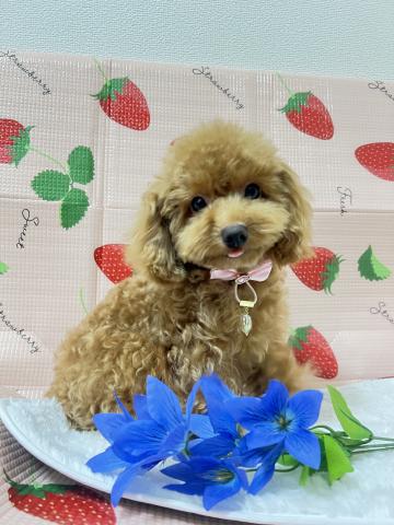 トイプードルタイニーサイズ