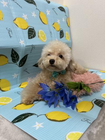 トイプードルティーカップサイズ