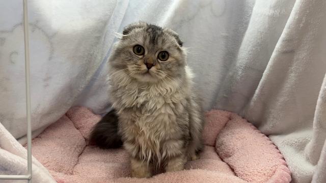 スコティッシュフォールド