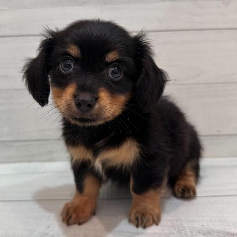 MIX(チワワ×ダックス)