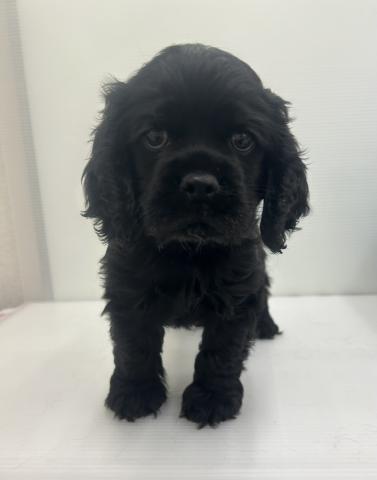 アメリカンコッカースパニエル