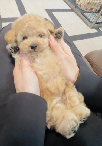 トイプードルティーカッププードル