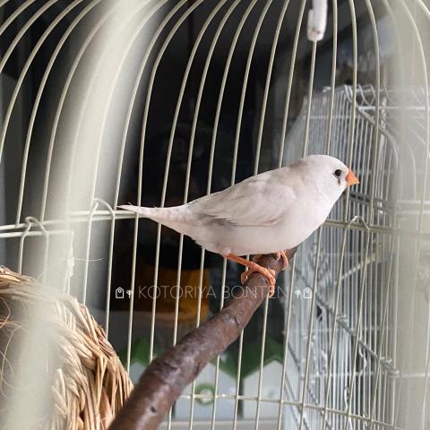 ホワイト系キンカチョウ雛（現在はまだ親鳥抱卵中）