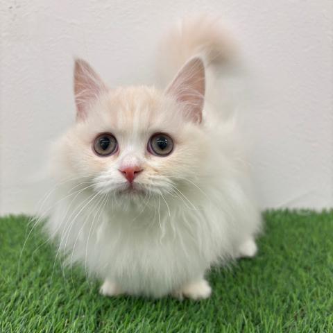 ミヌエット（旧ナポレオン）