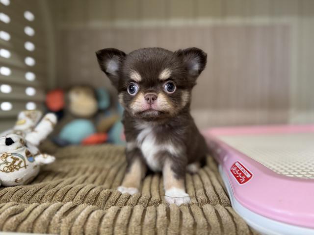 チワワ（ロングコート）