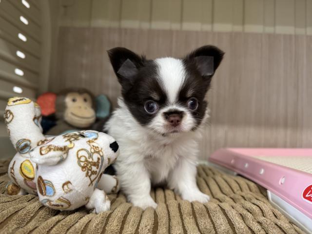 チワワ（ロングコート）