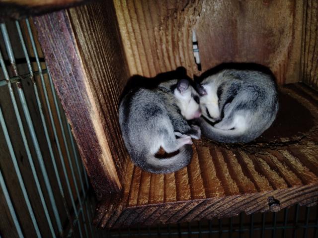 ホワイトフェイス