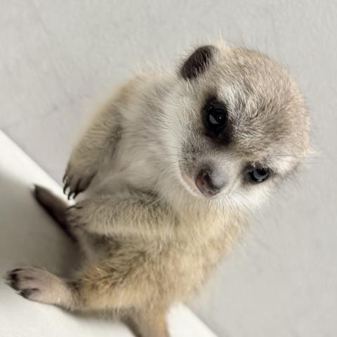 ミーアキャット