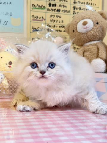 ブリティッシュショートヘア