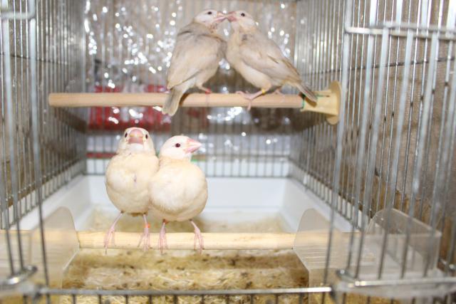 文鳥シナモン挿し餌中