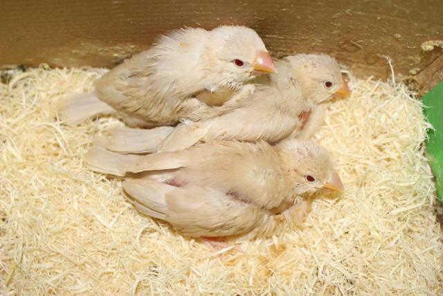 文鳥クリーム挿し餌中