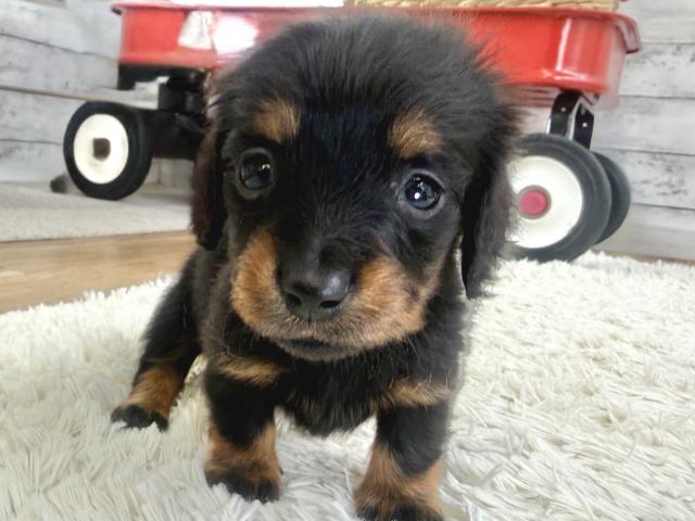 カニンヘンダックスフンド