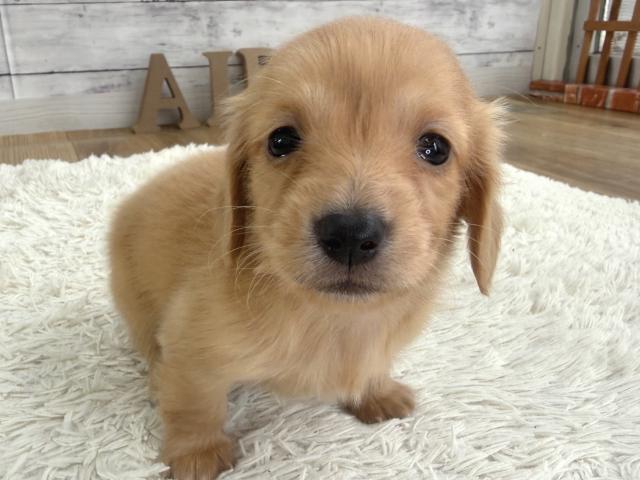 カニンヘンダックスフンド