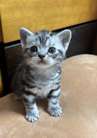 アメリカンショートヘアー