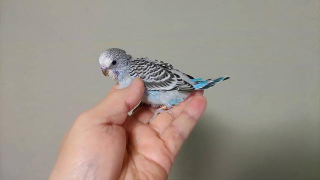ジャンボセキセイインコ308