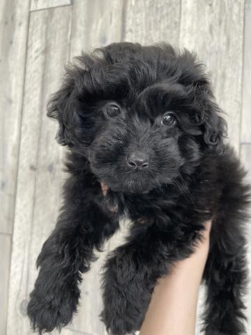 ポメラニアン×トイプードル