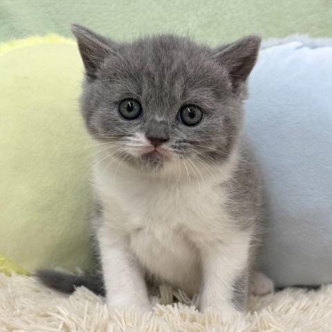 ブリティッシュショートヘア