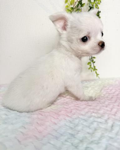 チワワ（ロングコート）