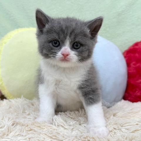 ブリティッシュショートヘア