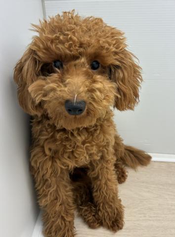 トイプードル