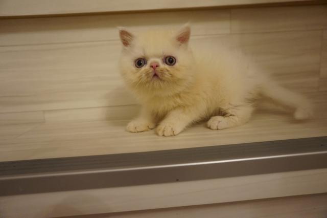 エキゾチックショートヘアー