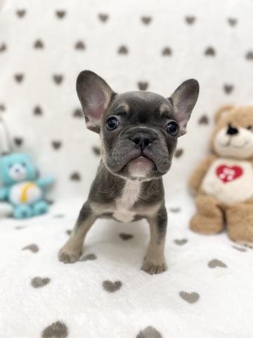 フレンチブルドッグ