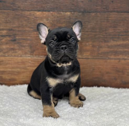 フレンチブルドッグ