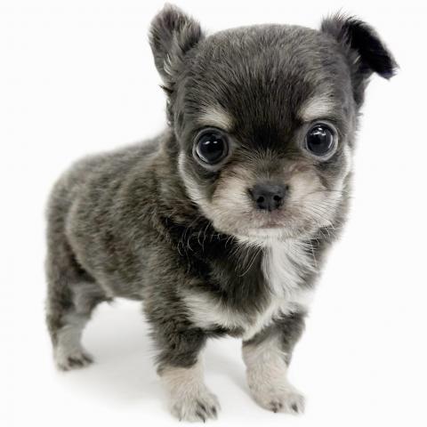 チワワ（ロングコート）