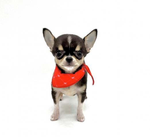 チワワ（スムースコート）　☆現金でお支払いの場合表示価格より5％引き