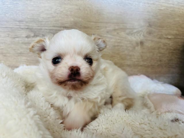 チワワ（ロングコート）