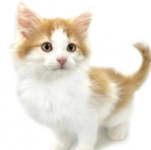 ノルウェージャンフォレストキャット