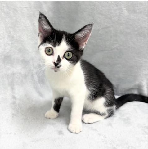 デボンレックス