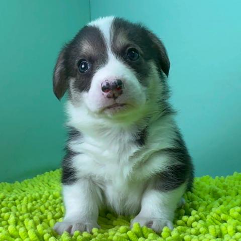 ウェルシュコーギーペンブローク