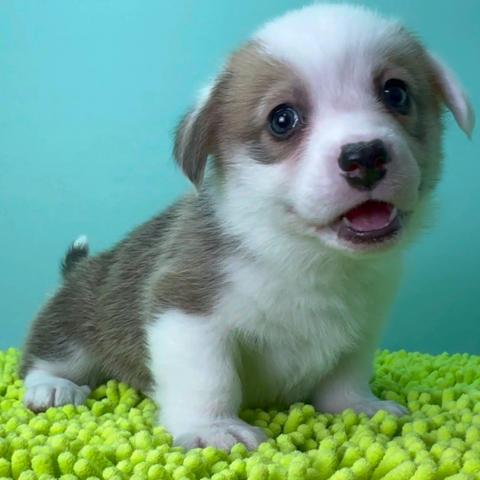 ウェルシュコーギーペンブローク