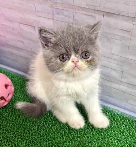 ミヌエット（旧ナポレオン）